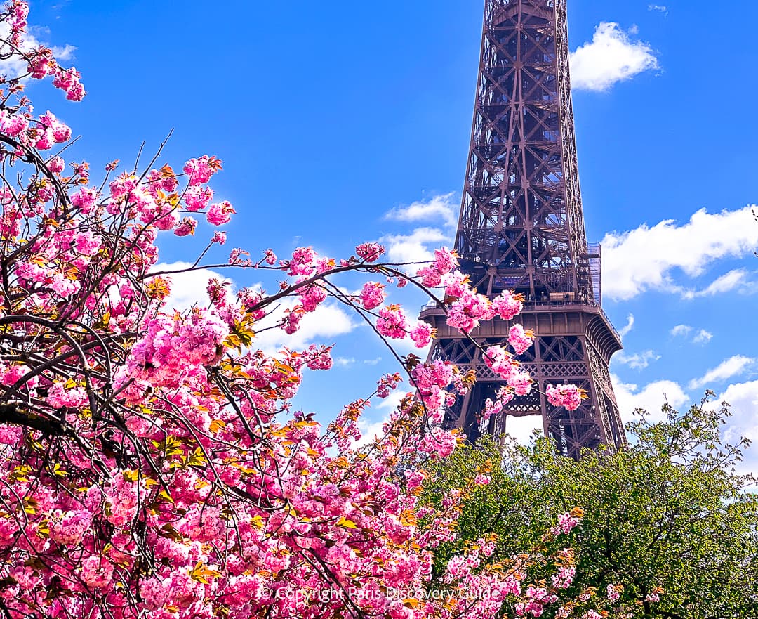 Cherry blossoms near the Eiffel Tower