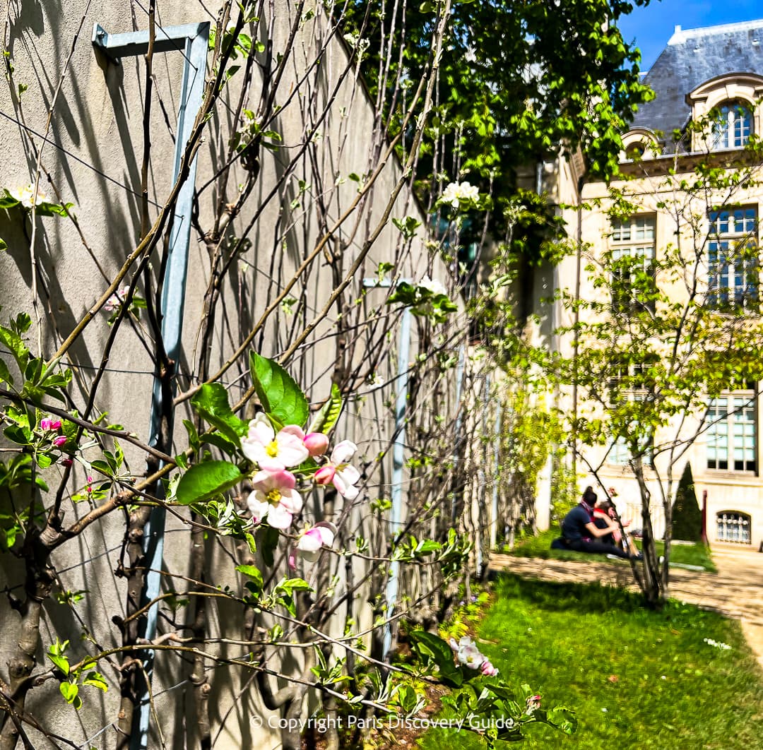 Apple blossoms in April in Jardin des Rosiers Joseph Migneret, an almost-hidden garden in the Marais