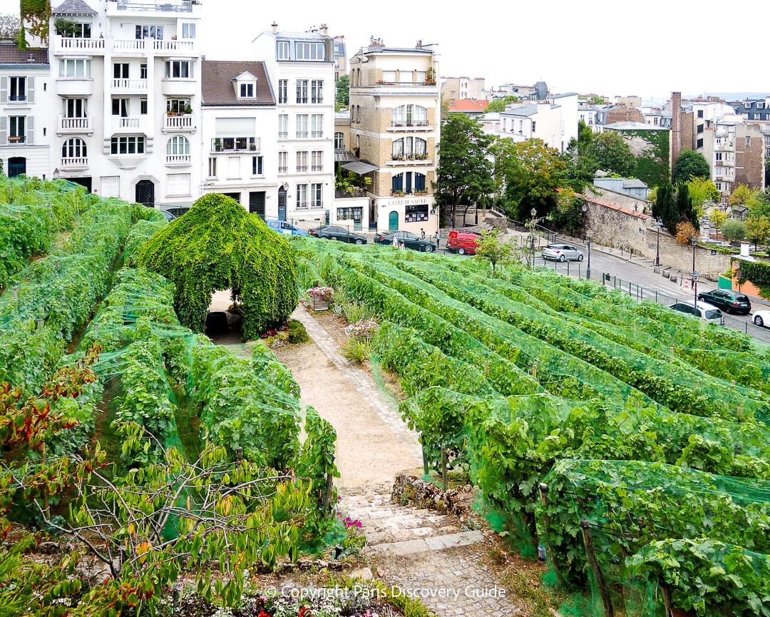 Marchers in the huge Grape Harvest Festival parade in Montmartre - Photo credit: Paul Gueu