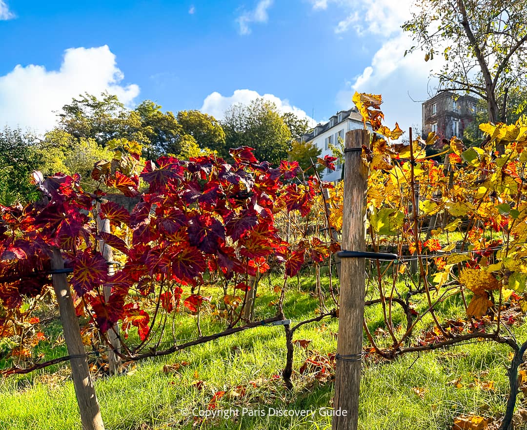 Vineyard behind the Montmartre Museum near Odalys City Paris Montmartre