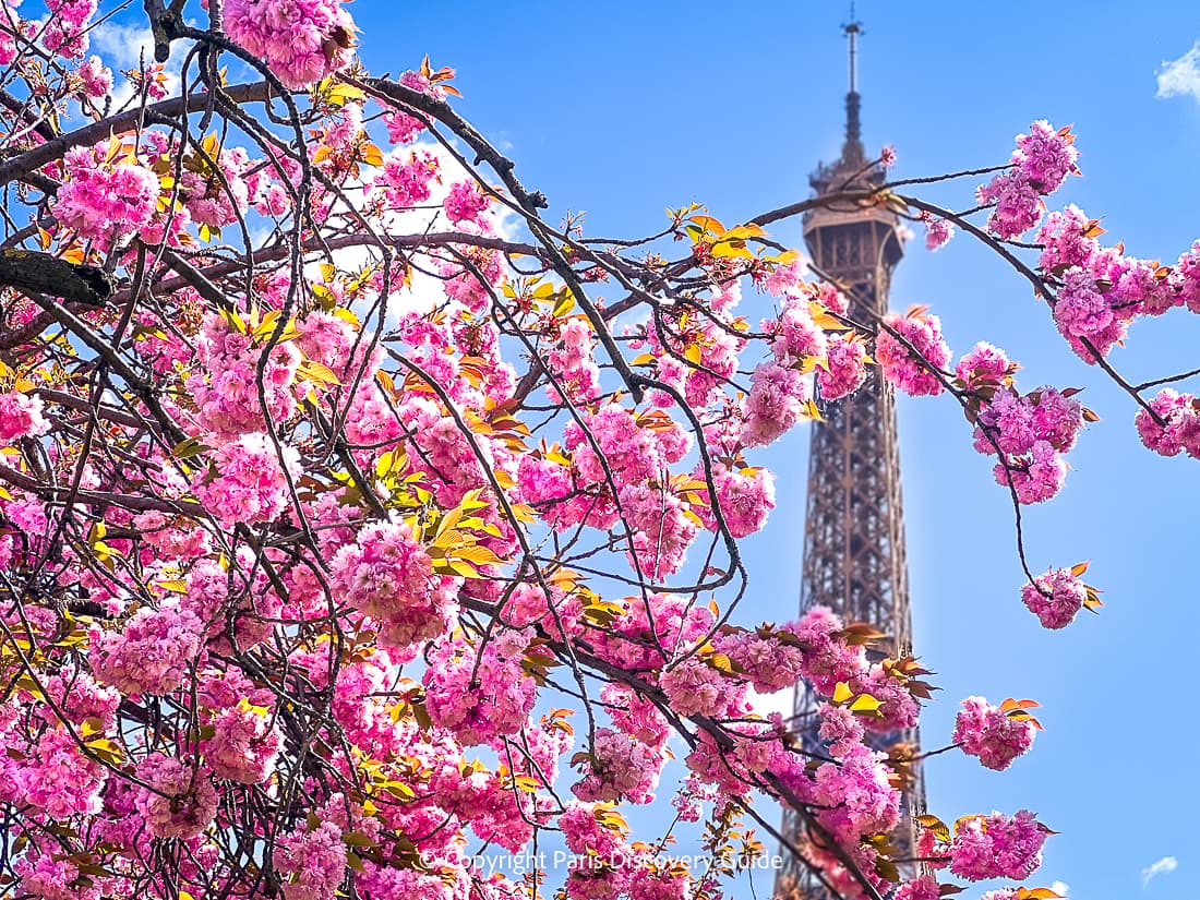 View of the Eiffel Tower from Trocadero during April when cherry trees bloom