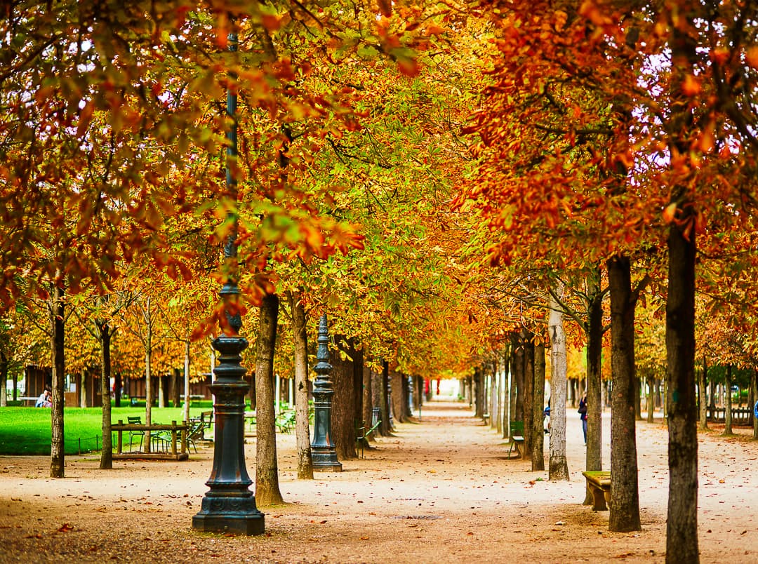 Fall foliage on European Horse Chestnut trees in Tuileries Garden - Photo credit: iStock.com/encrier