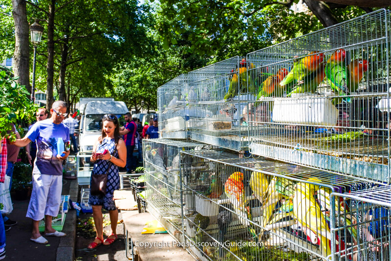 Marché des Fleurs becomes a bird market on Sunday mornings in Paris
