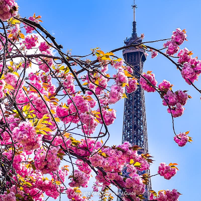 Magnolias blooming in Jardin du Palais Royal in early spring in Paris