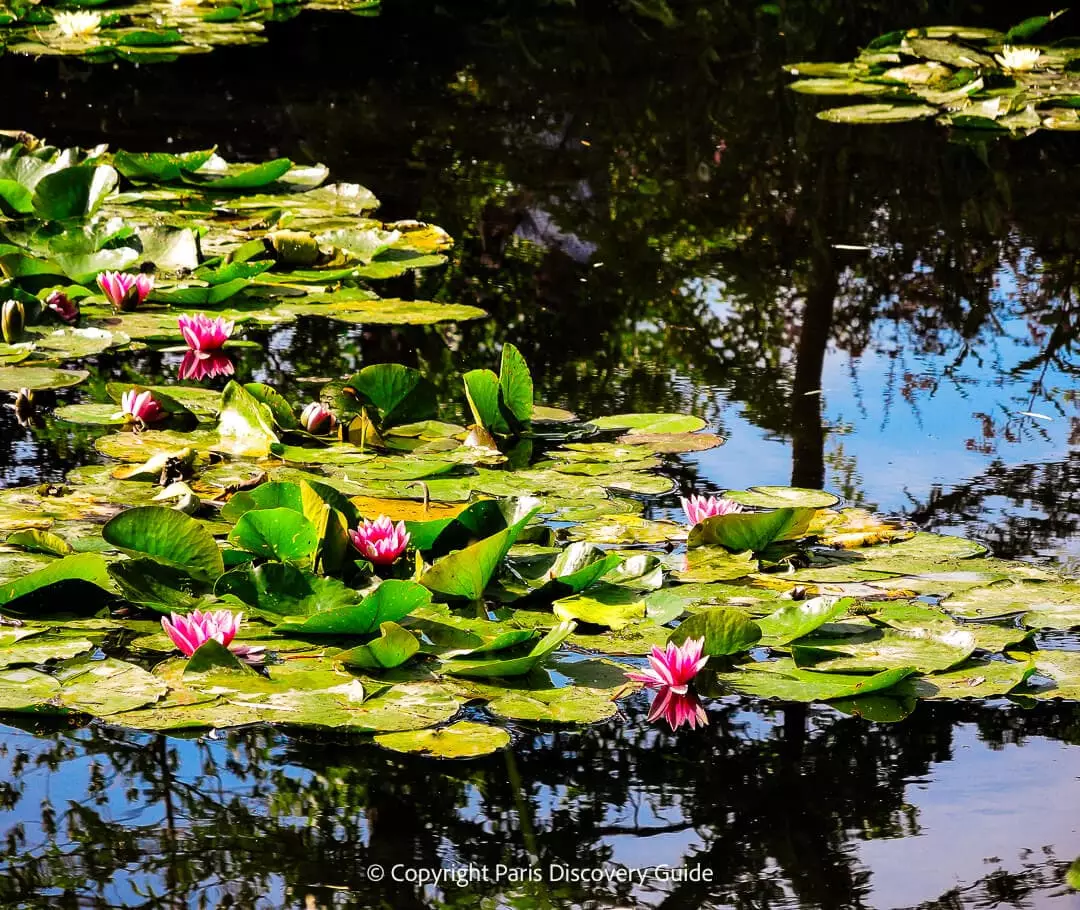 Water lilies blooming in Monet's Japanese garden pond at Giverny